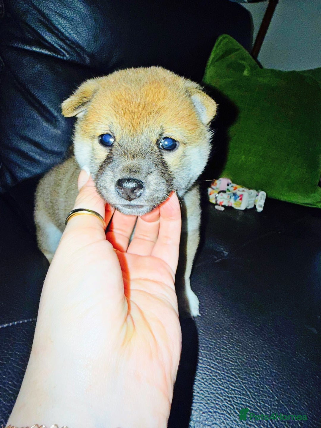 Japanese Shiba Inu dogs for sale: 🏆 CHAMPION 🏆 JAPANESE SHIBA INU チャンピオン 🇯🇵  - Advert 4