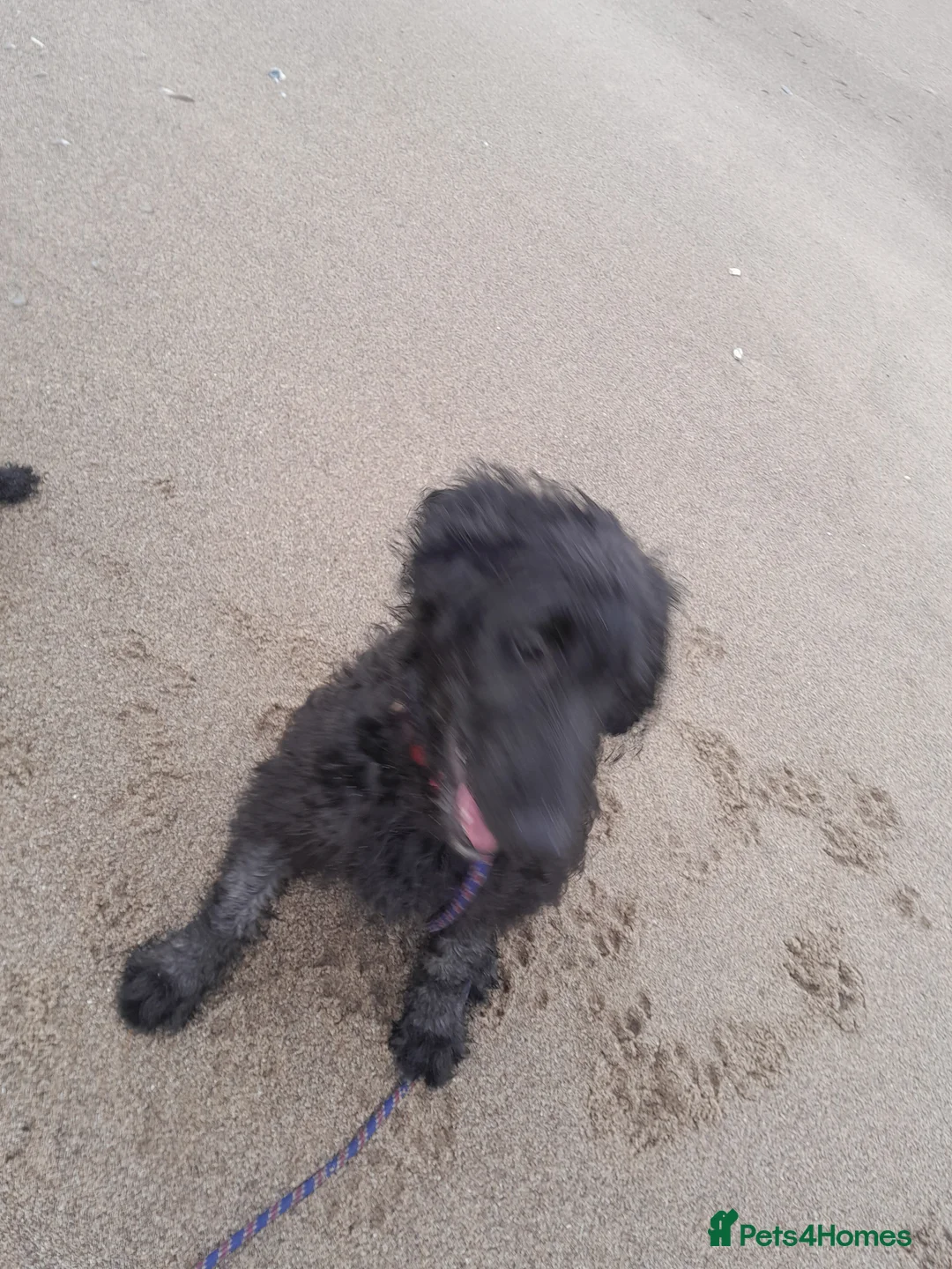 Goldendoodle dogs for sale: Beautiful 7 month doodle puppy - Advert 9