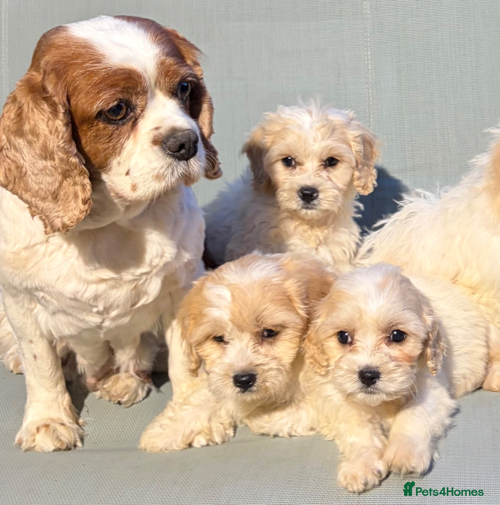 Cavapoo dogs Cutest little Cavapoo’s FULLY HEALTH checked - Advert 1