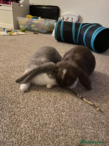 French Lop rabbits - Advert 5