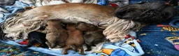 Shih Tzu dogs for sale: Stunning KC registered Imperial Shih Tzu puppies - Advert 17