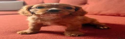 Cavalier King Charles Spaniel dogs for sale: Beautiful King Charles Puppies  - Advert 2