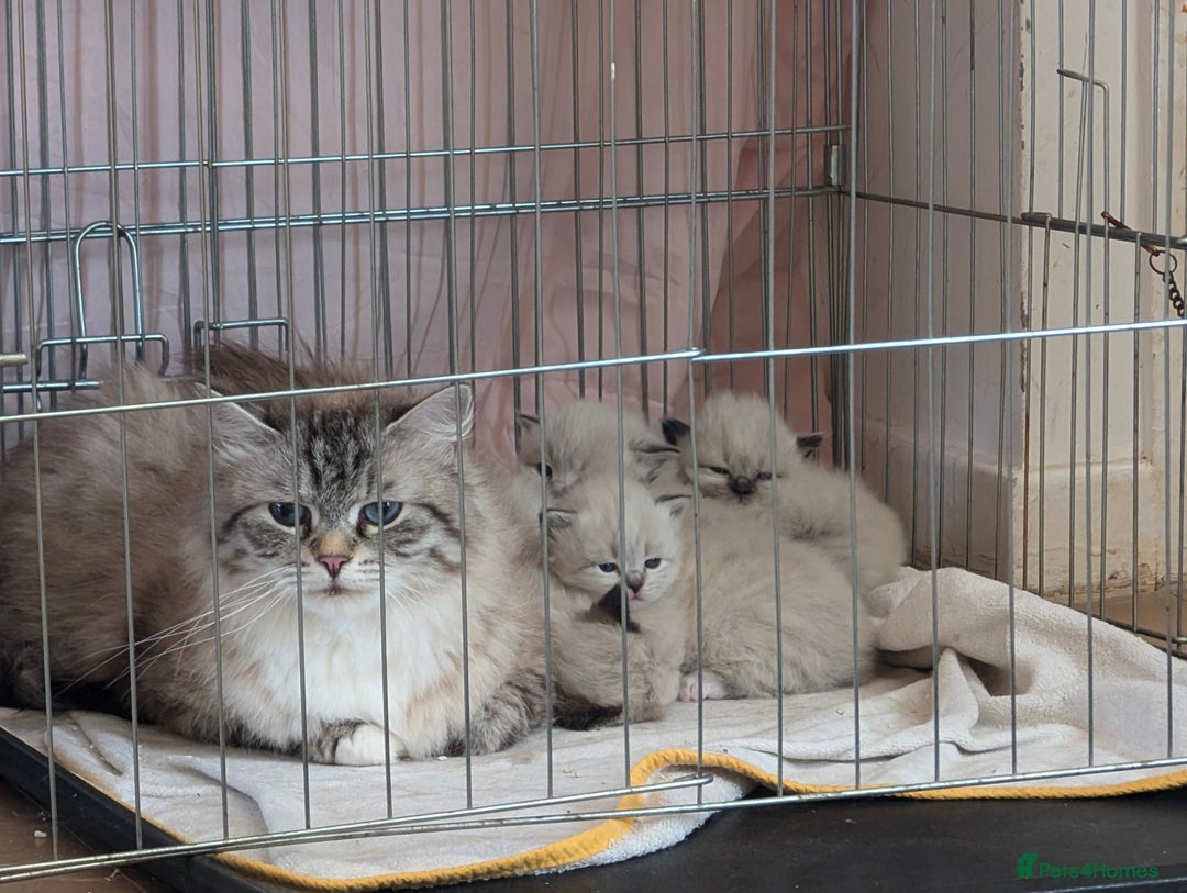 Neva Masquerade cats for sale: Litter 'W' 2 boys and 3 girls - Image 3