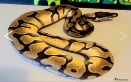Python Snake reptiles for sale: Juvenile ile Royal Pythons - Image 3