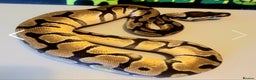 Python Snake reptiles for sale: Juvenile Royal Pythons - Advert 6
