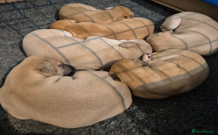 Whippet dogs - Advert 1