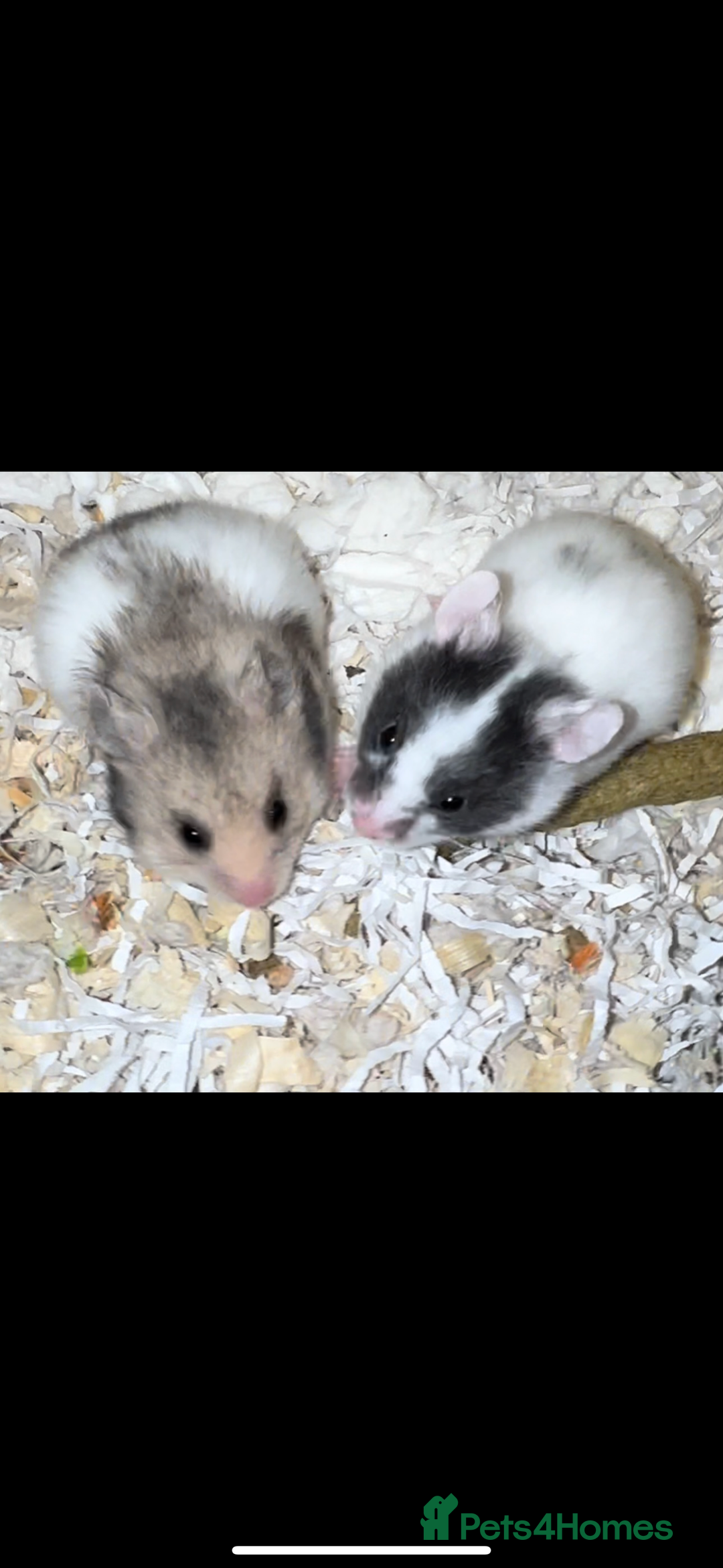 Hamster rodents for sale: Baby hamsters  - Advert 16