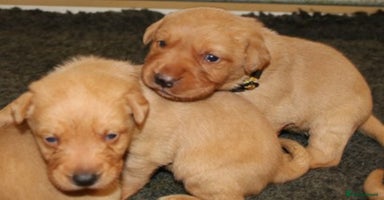 Labrador Retriever dogs - Advert 5