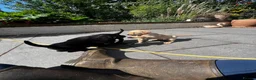 Labrador Retriever dogs for sale: Kc lab pups  - Advert 7