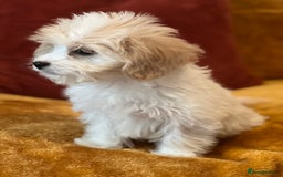Cavachon dogs for sale: Honey , Cavashon puppy  - Image 2