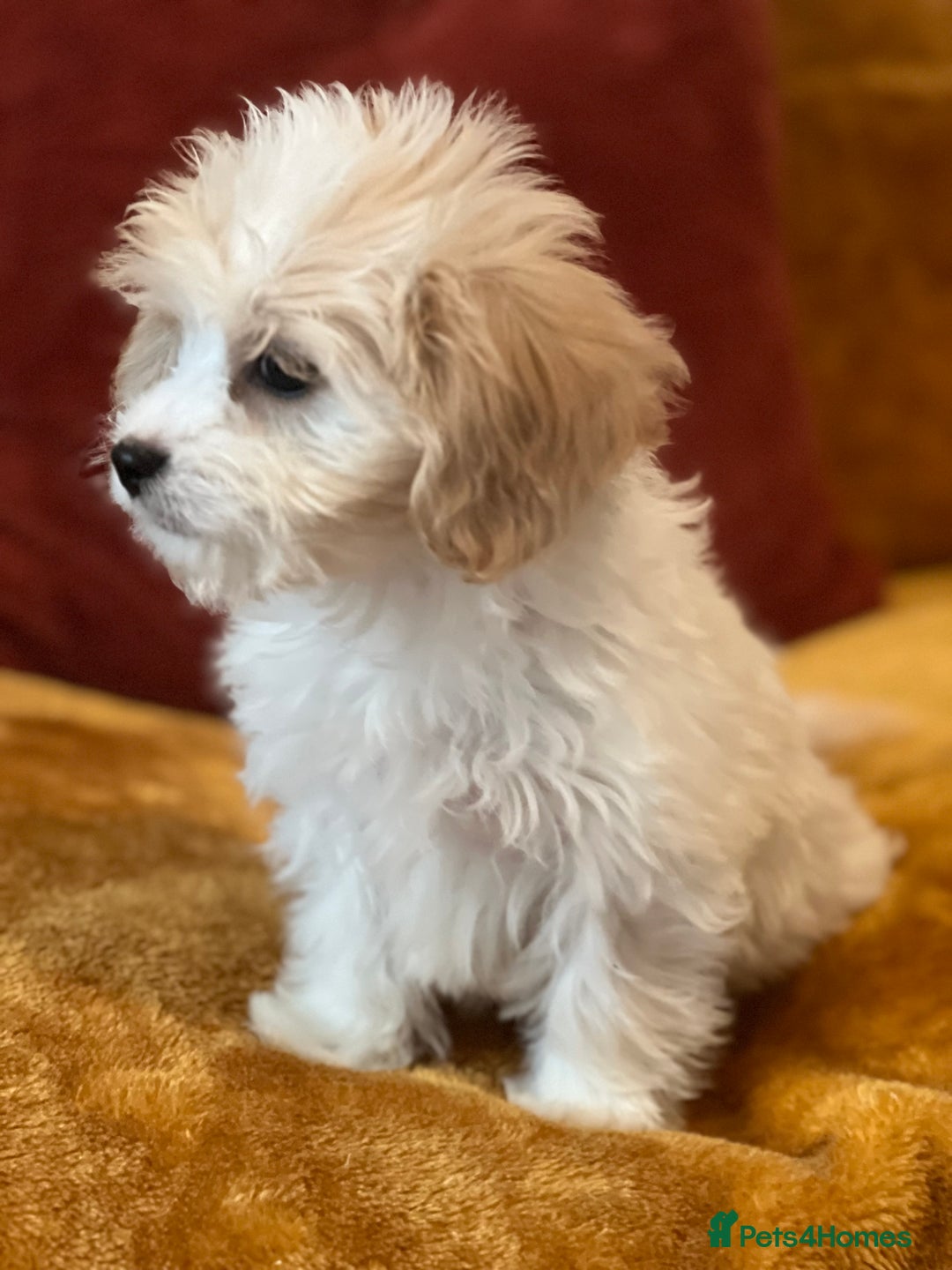 Cavachon dogs for sale: Honey , Cavashon puppy  - Image 2