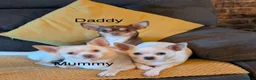 Chihuahua dogs for sale: Beautiful Chihuahua pups 1 Boy left  - Advert 9