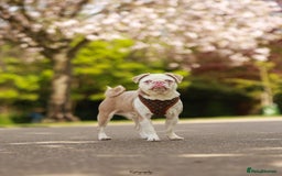 Pug dogs for sale: Beautiful exotic KC registered Pug puppies - Image 15