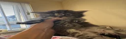 Maine Coon cats for sale: Stunning litter of 7 Maine coons!  - Advert 23