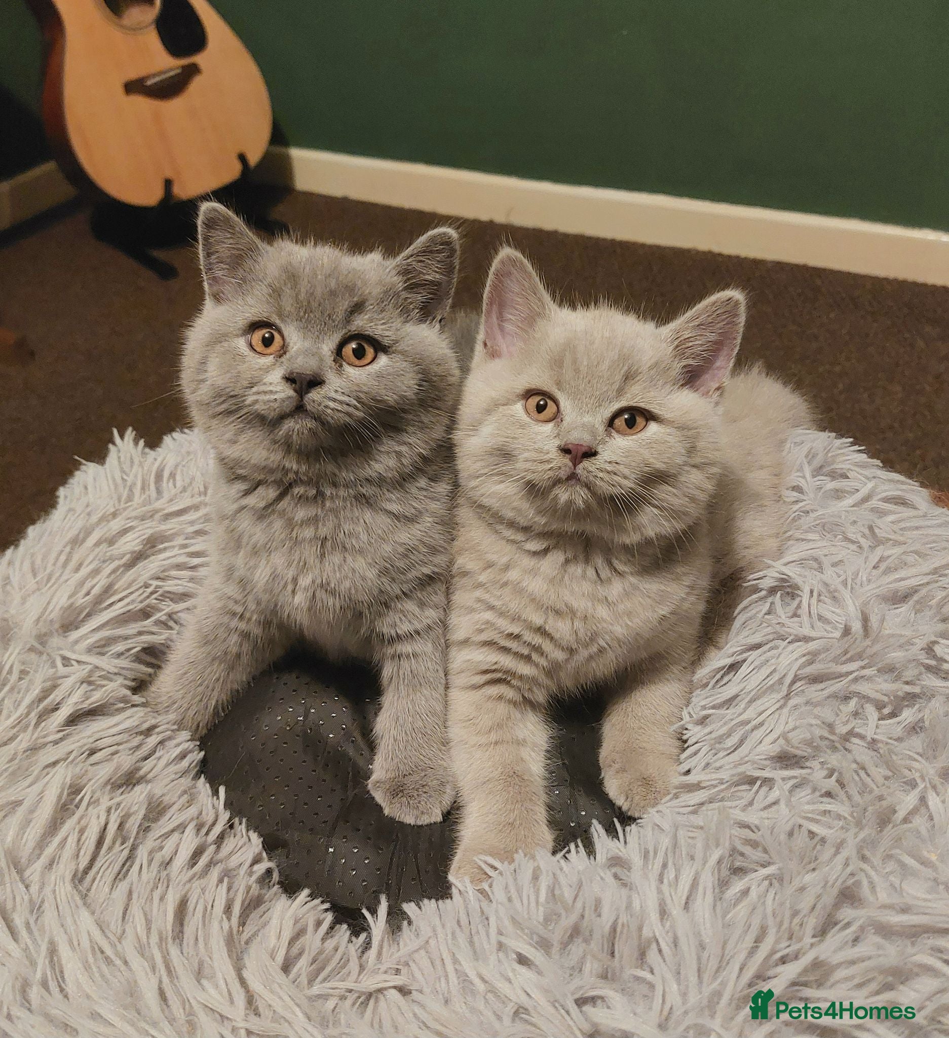 British Shorthair cats ⭐️ GCCF Registered British Shorthair Kittens ⭐️ - Advert 1