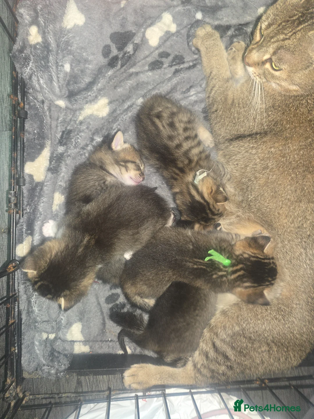 Mixed Breed cats for sale: Kittens - Advert 2