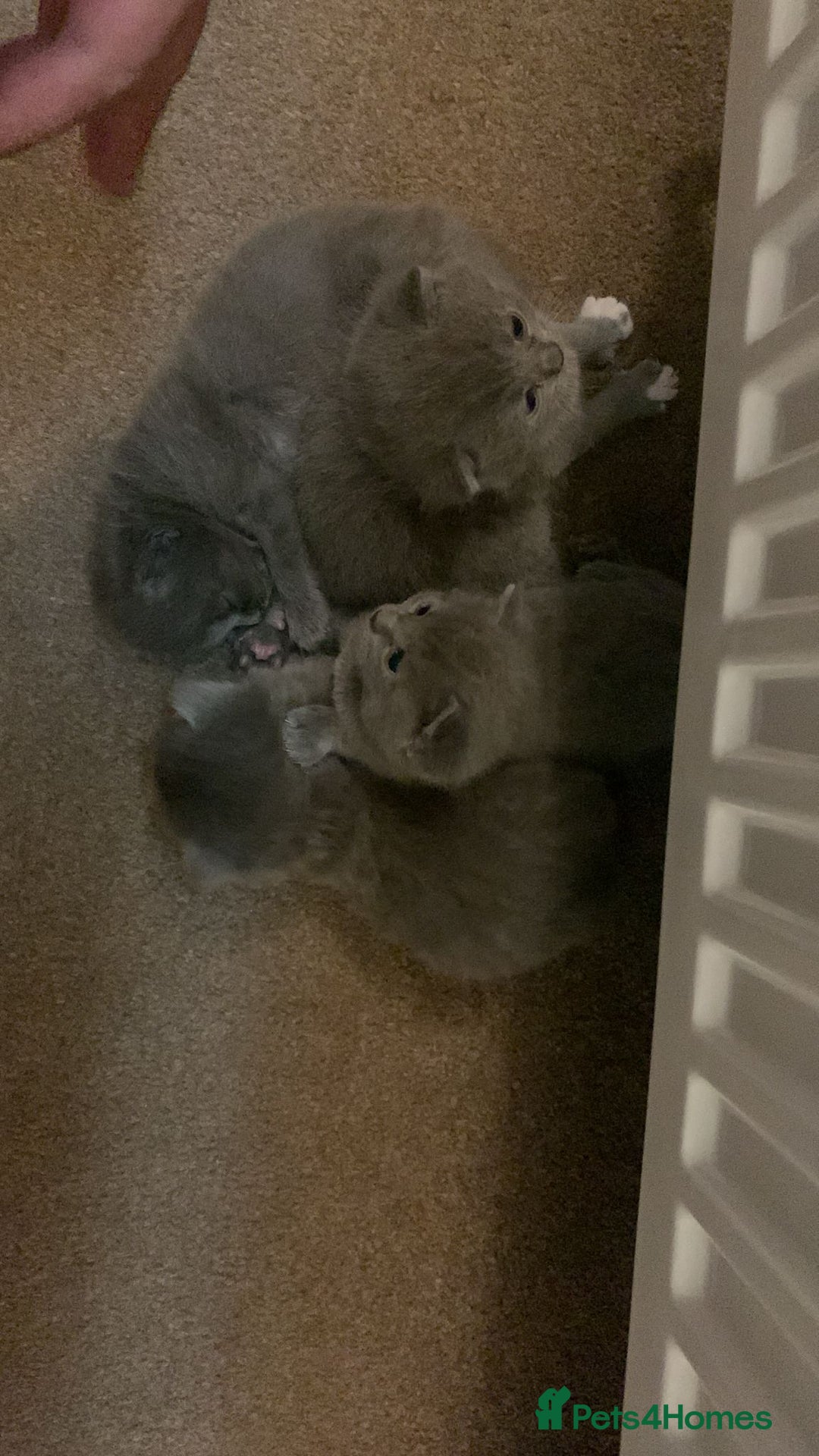 British Shorthair cats for sale: Gorgeous Short-hair British Blue - Image 3