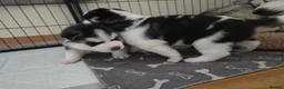 Siberian Husky dogs for sale: 2 x FEMALE HUSKY PUPS LEFT. CAN GO AFTER 6/8/2026 - Advert 5