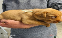 Labrador Retriever dogs for sale: KC REG Stunning Litter Fully Health Tested Parents - Image 14