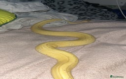Python Snake reptiles for sale: Banana Ball Python For Sale - Image 1