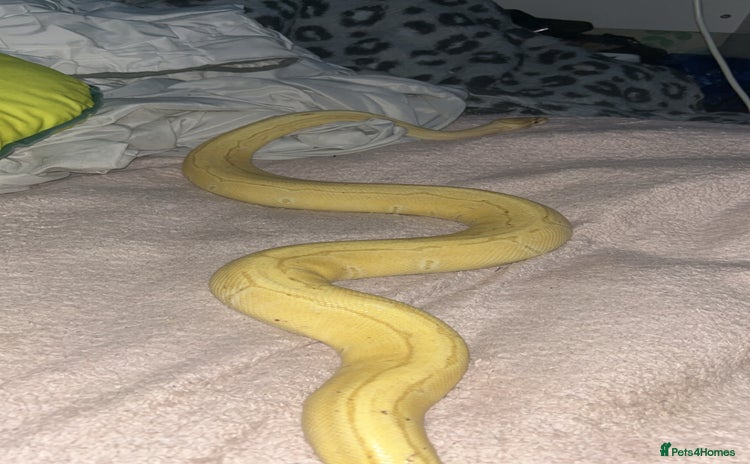 Python Snake reptiles - Advert 1