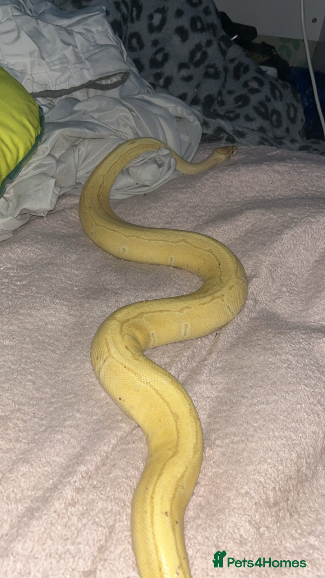 Python Snake reptiles for sale: Banana Ball Python For Sale - Image 1