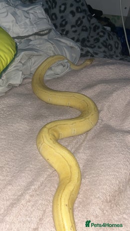 Python Snake reptiles - Advert 2