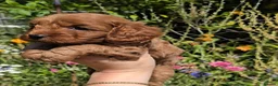 Cavapoo dogs for sale: Stunning Ruby Red Toy Cavapoo Puppies  - Advert 14