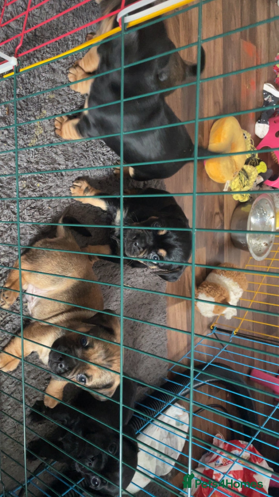 Mixed Breed dogs for sale: Pug x dachshund puppies for sale  - Advert 7