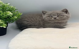 British Shorthair cats for sale: PEDIGREE REGISTERED CHUNKY BRITISH SHORTHAIRS  - Image 28