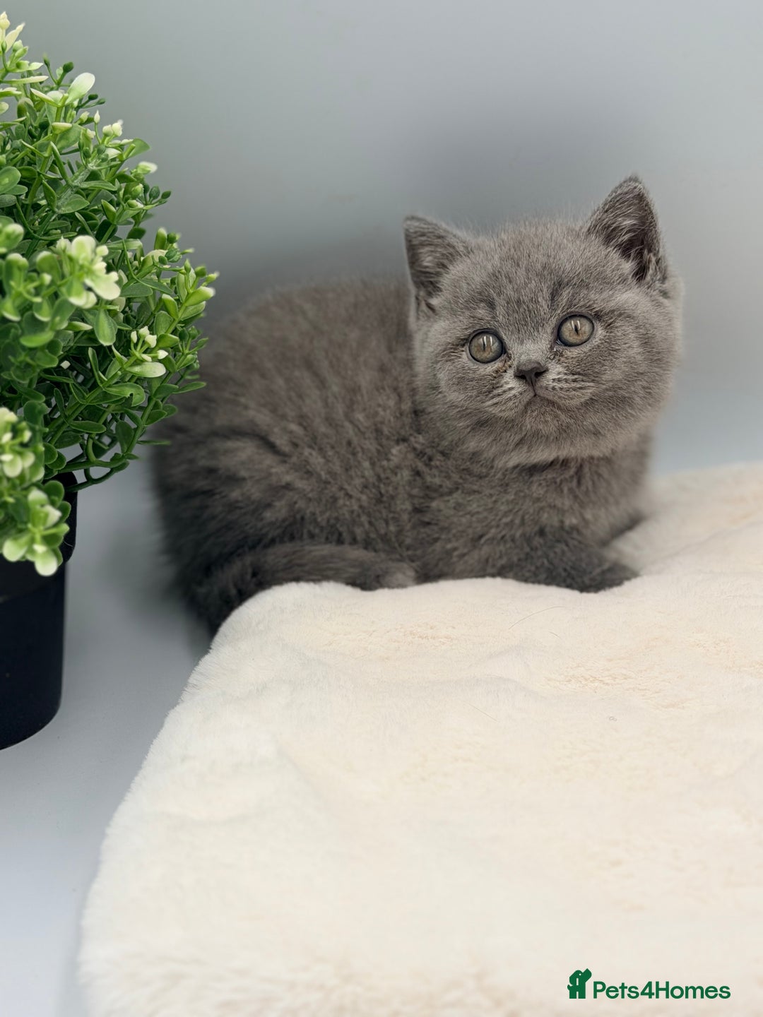 British Shorthair cats for sale: PEDIGREE REGISTERED CHUNKY BRITISH SHORTHAIRS  - Image 28
