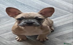 French Bulldog dogs for sale: 4 Gorgeous Frenchbulldogs ready now!  - Image 10