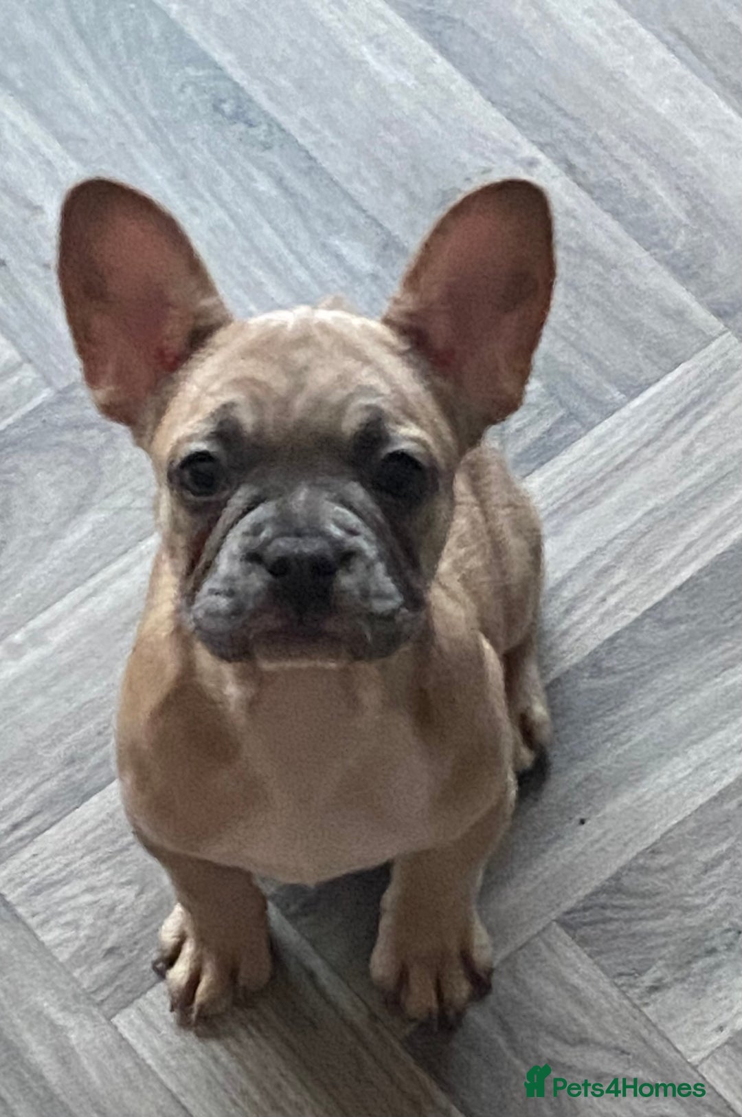 French Bulldog dogs for sale: 4 Gorgeous Frenchbulldogs ready now!  - Image 10