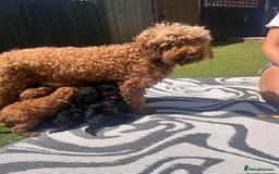 Cockapoo dogs for sale: Cockapoo f1b puppies  - Image 11