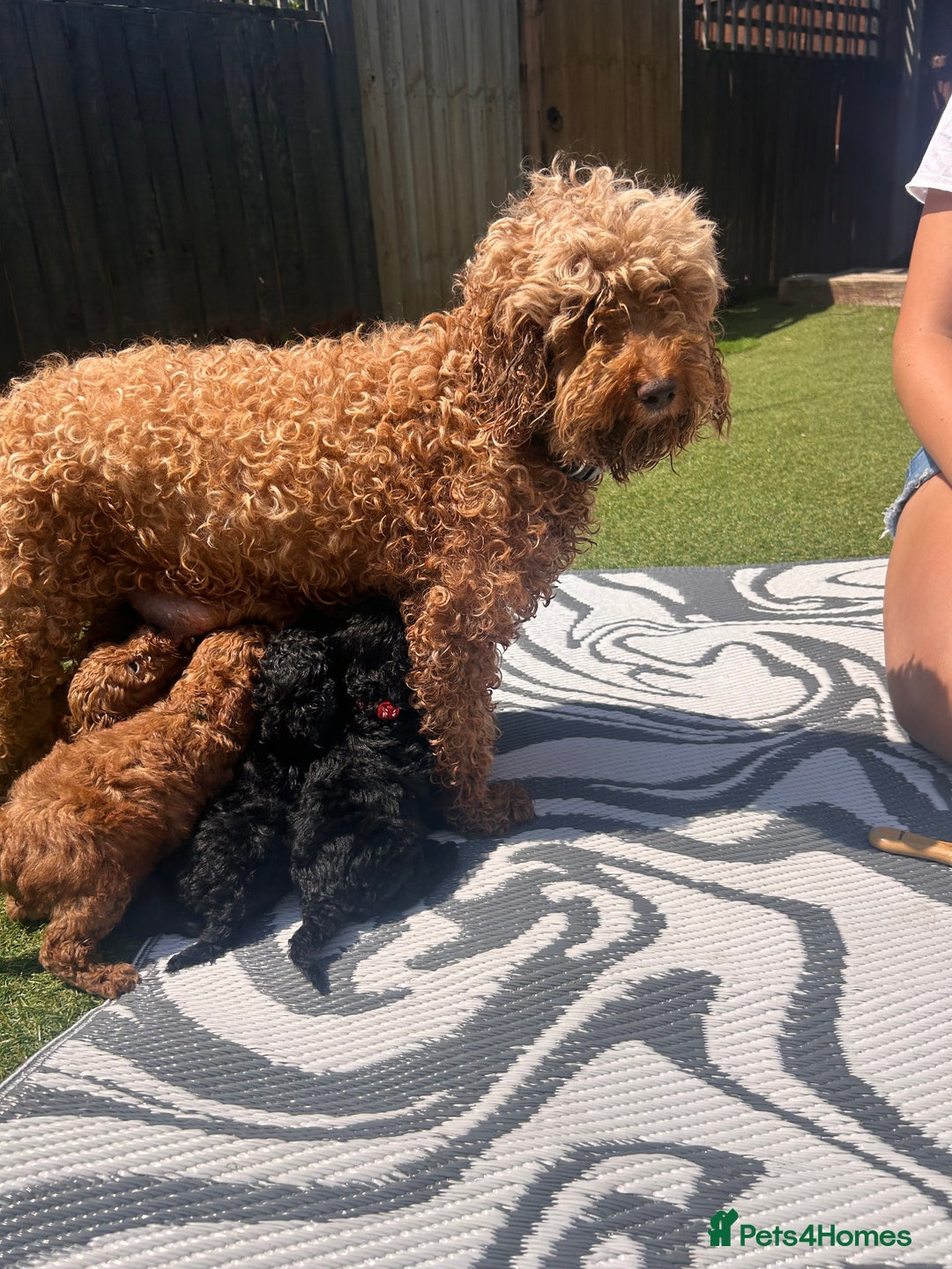 Cockapoo dogs for sale: Cockapoo f1b puppies  - Image 11