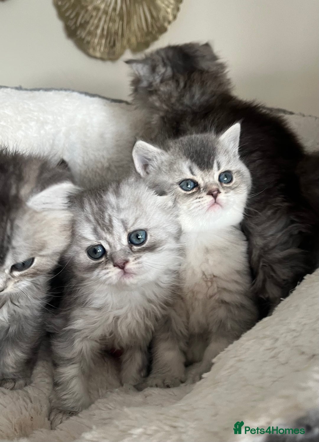 Scottish Fold cats for sale: Adorable Scottish Fold Kittens  - Advert 15