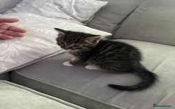 Mixed Breed cats for sale: Mainecoon mix kitten - Advert 3