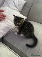 Mixed Breed cats Mainecoon mix kitten - Advert 3