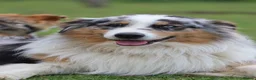 Australian Shepherd dogs for sale: EXPECTED LITTER OF AUSTRALIAN SHEPHERD PUPPIES  - Advert 10