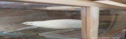 Quail poultry for sale: 2 x EX Large Quail English White 6 weeks old - Advert 2