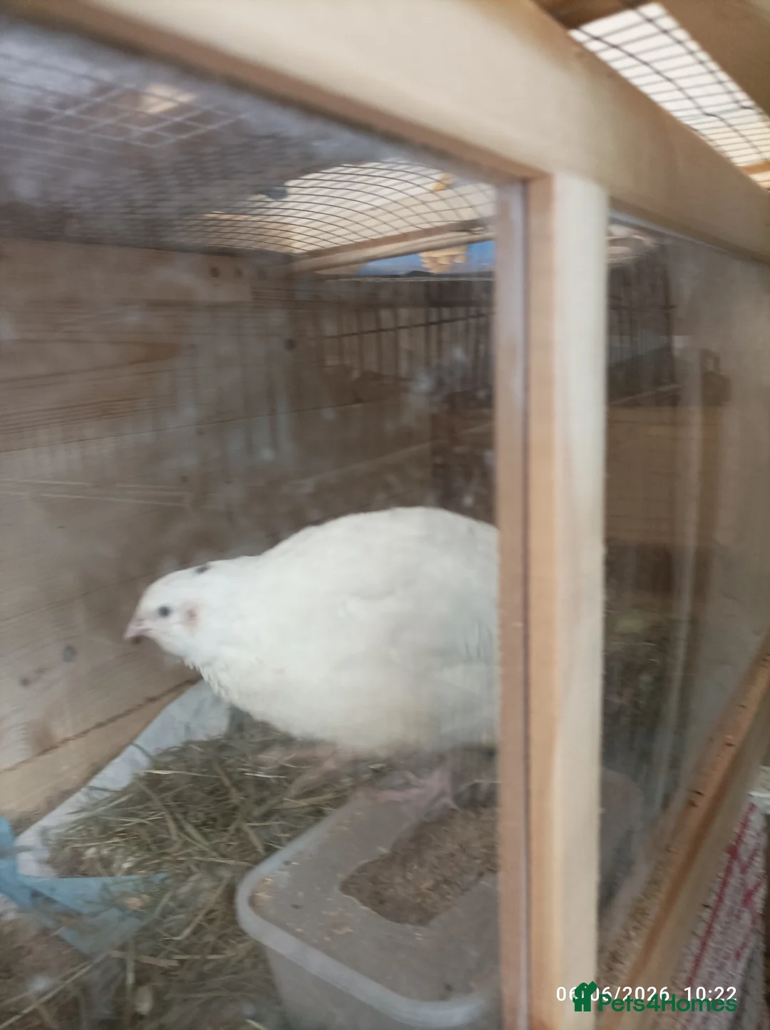 Quail poultry for sale: 2 x EX Large Quail English White 6 weeks old - Advert 2