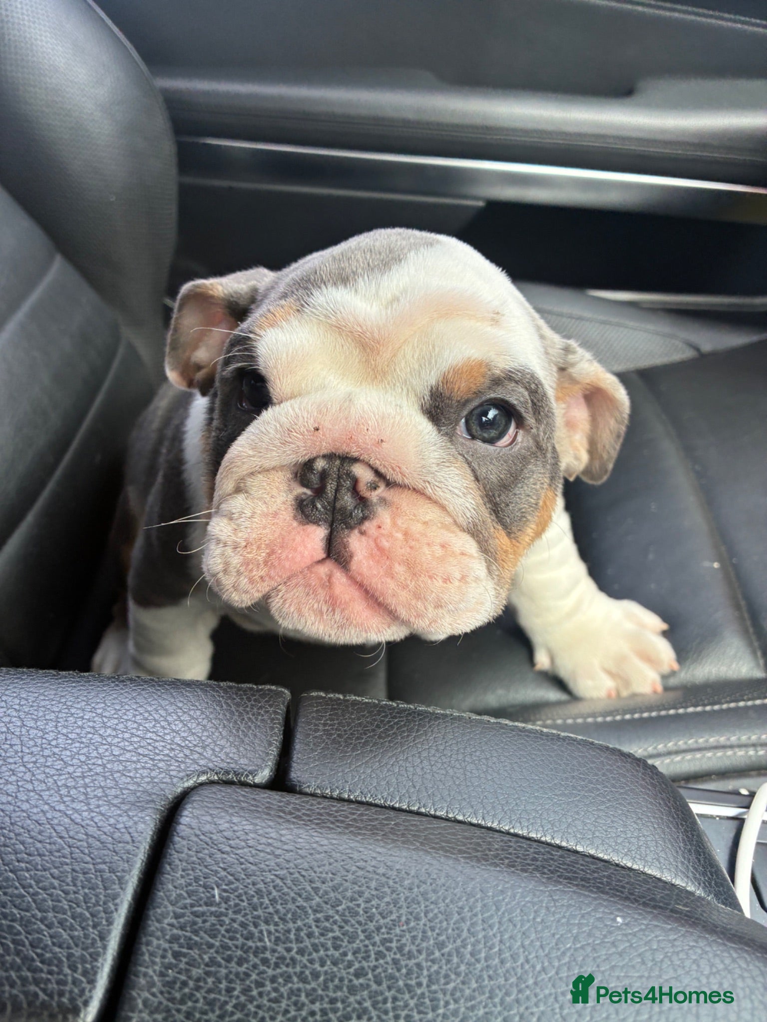 English Bulldog dogs English bulldog puppy  - Advert 4