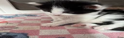 Mixed Breed cats for sale: Beautiful half Maine coon ginger and grey kittens  - Advert 25