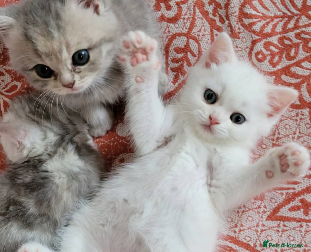 British Shorthair cats for sale: Striking snow white FLAMINGO BSH in London - Image 3