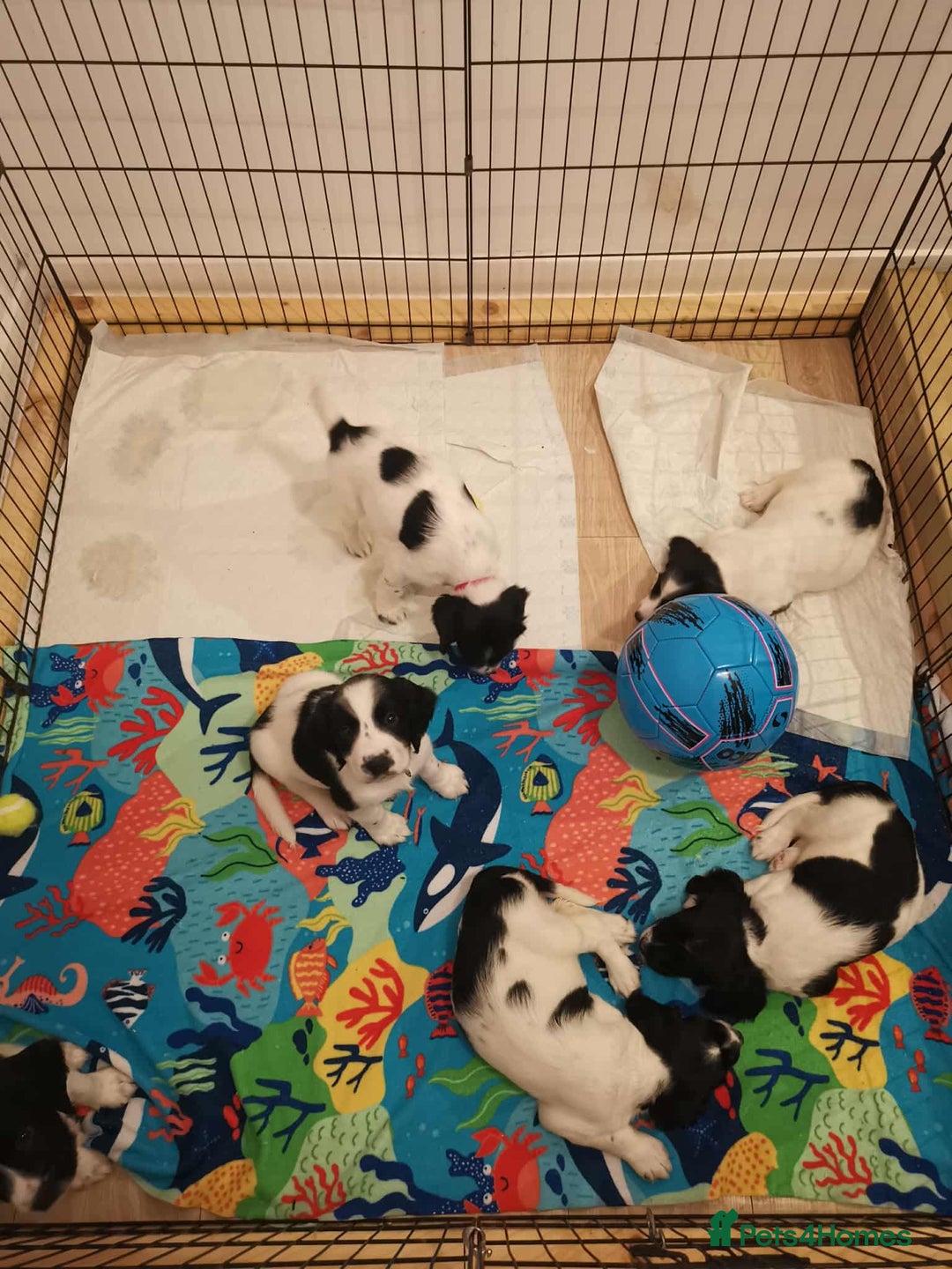 English Springer Spaniel dogs for sale: 🐶 Chunky Springer Spaniel Puppies 🏡 - Advert 10