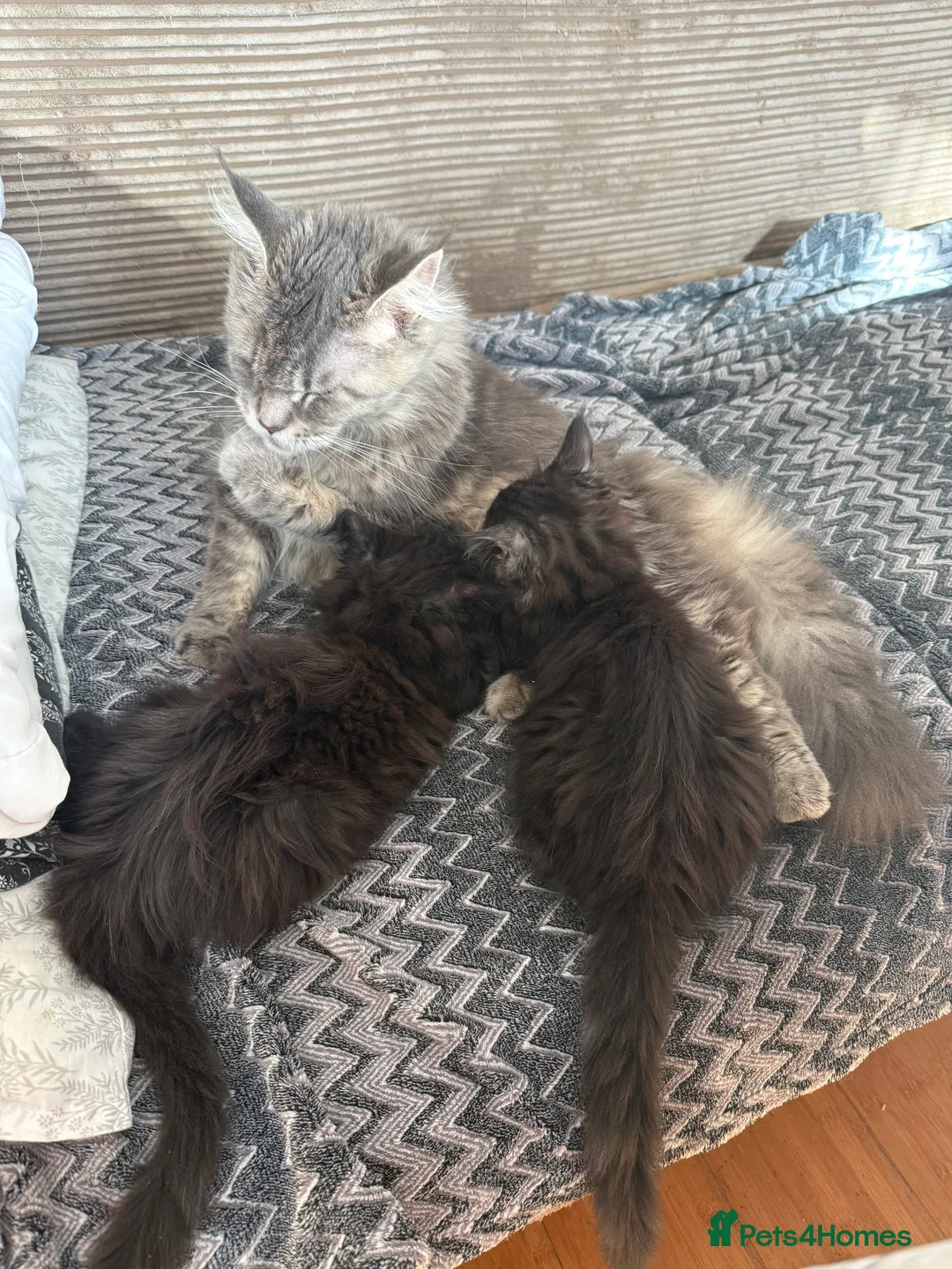 Maine Coon cats for sale: last girl and boy available - Advert 4
