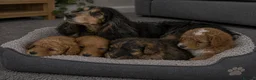 Cockapoo dogs for sale: Toys cockapoos - Advert 1