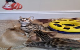 Bengal cats for sale: Stunning TICA Bengals - Image 12
