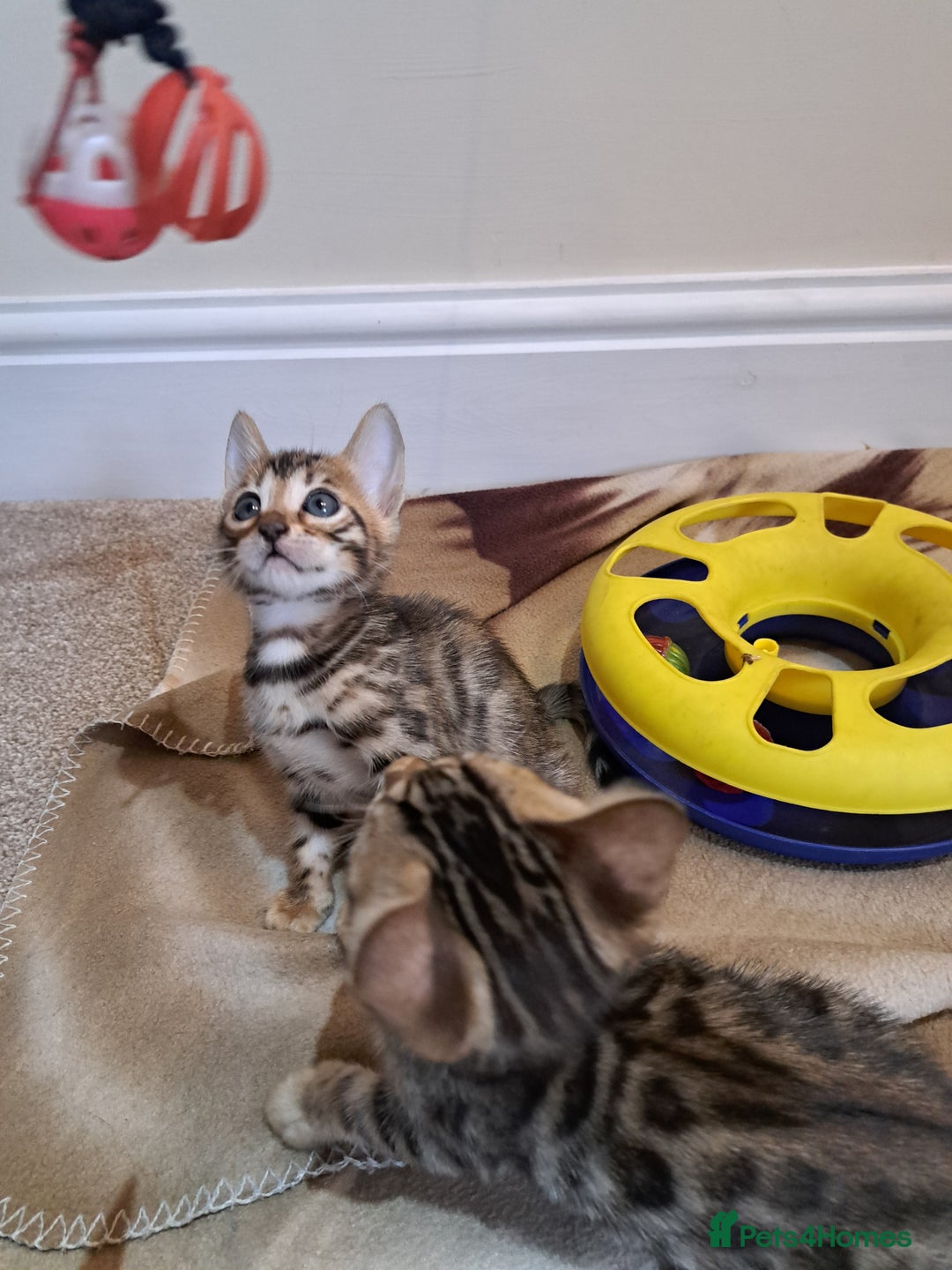 Bengal cats for sale: Stunning TICA Bengals - Image 12