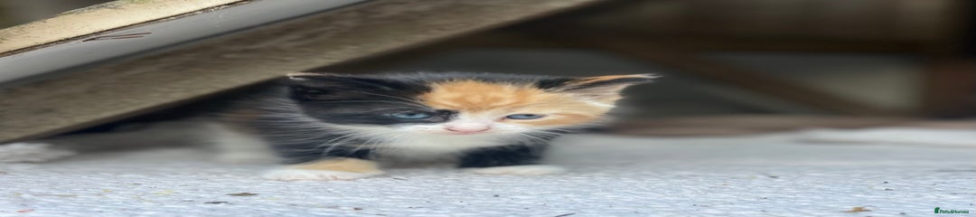 Kitten 3